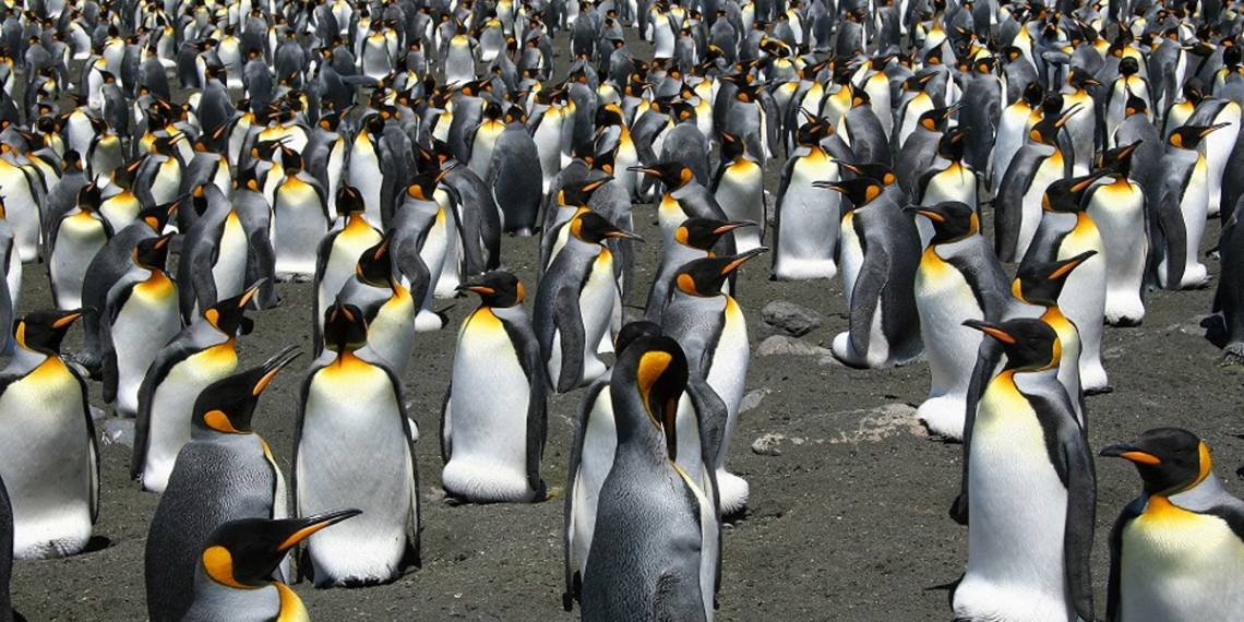 Danish researchers see the funny side of Antarctic penguin poop