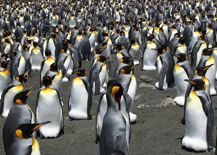 Danish researchers see the funny side of Antarctic penguin poop ...